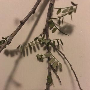 Meet your Posher, Cody